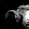 Crown Of Thorns - Ram