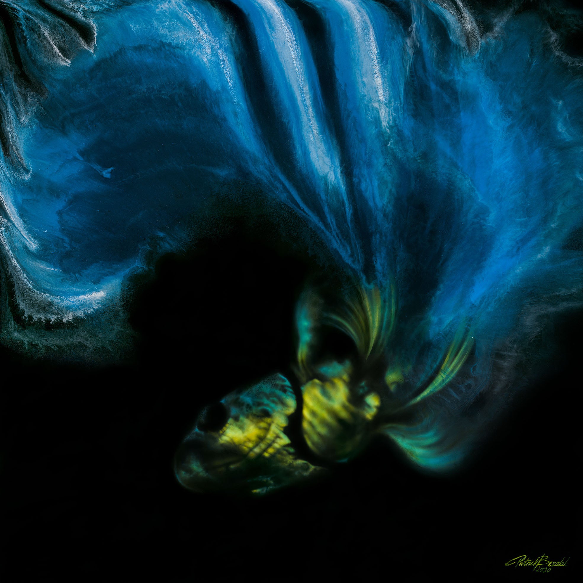 Betta Fish Blue Giant Format - DIASEC Print 100cm x 100cm