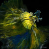 Betta Fish Mix (Yellow-Blue) - Original Resin 100cm x 100cm