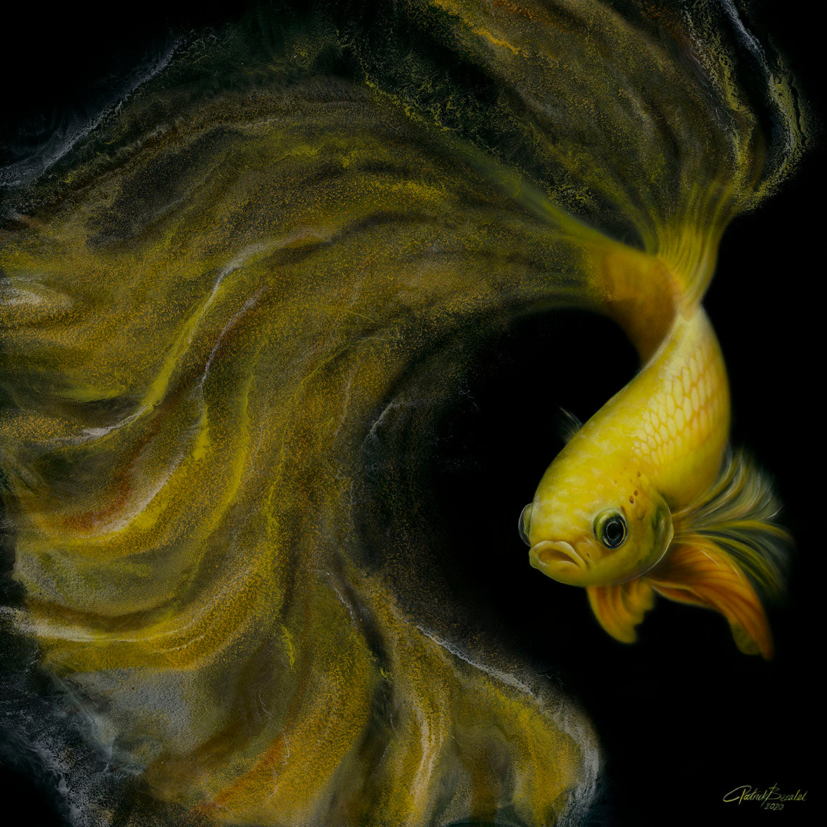 Yellow Betta Fish Classic Format - DIASEC Print 30cm x 30cm