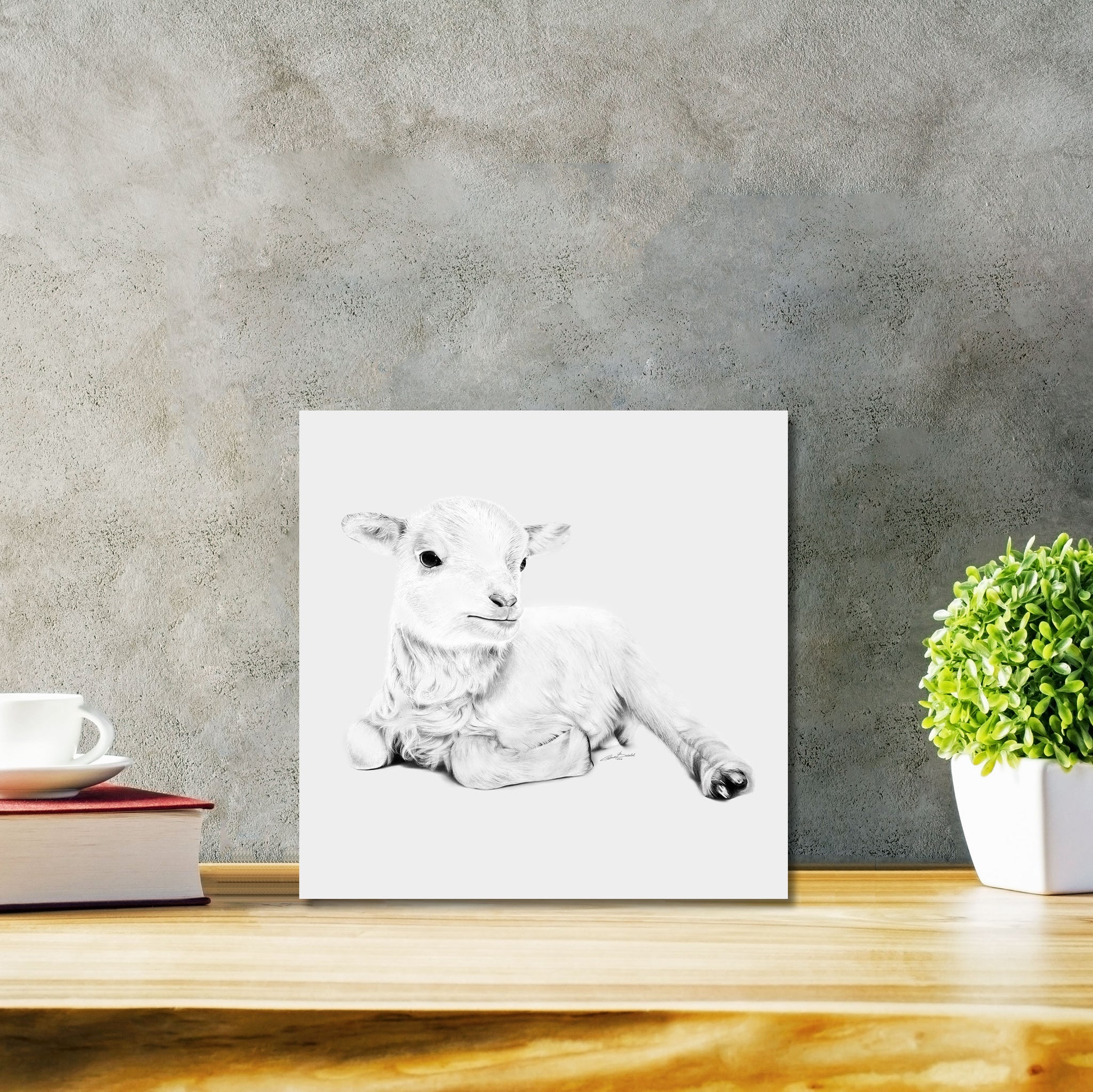 Lamb At Rest Classic - DIASEC Print 30cm x 30cm