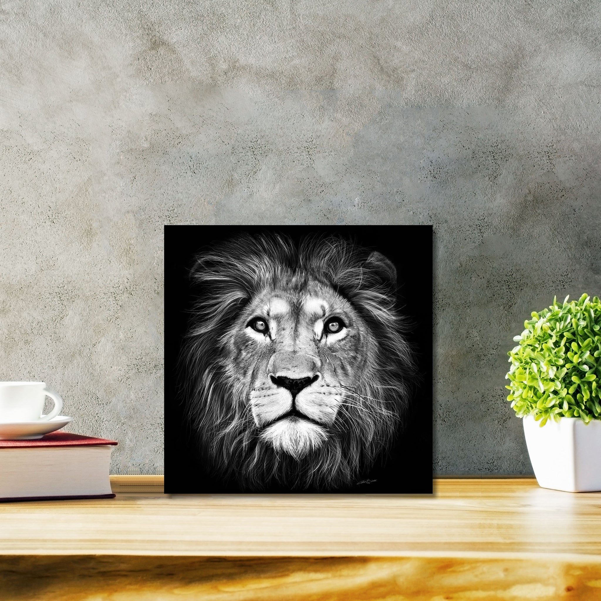 Lion of Judah Classic - DIASEC Print 30cm x 30cm