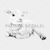 Lamb At Rest Standard - DIASEC Print 60cm x 60cm